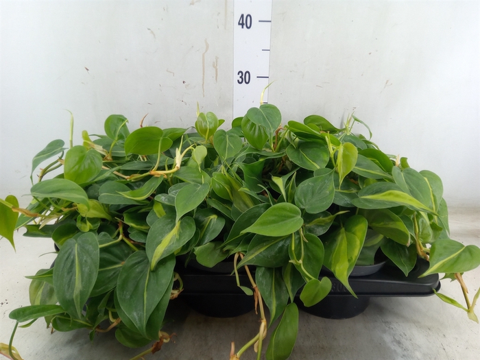 <h4>Philodendron scand. 'Brasil'</h4>