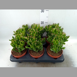Crassula ovata 'Trompet'