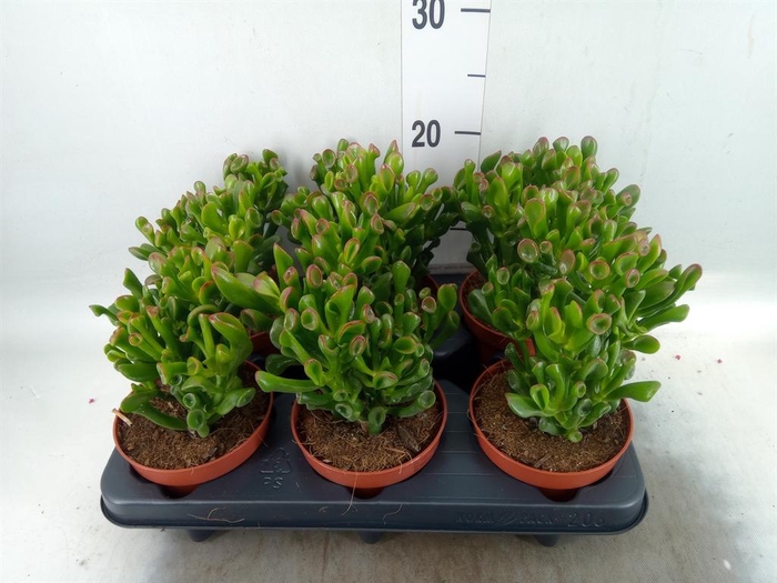 <h4>Crassula ovata 'Trompet'</h4>