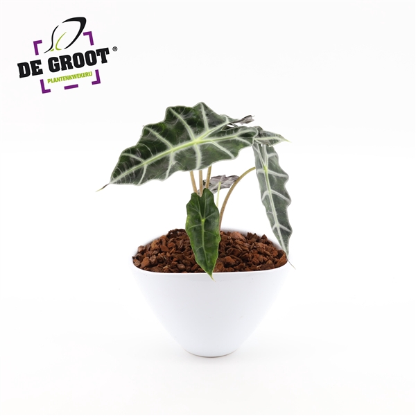 <h4>Arrangement Alocasia in enveloppot</h4>