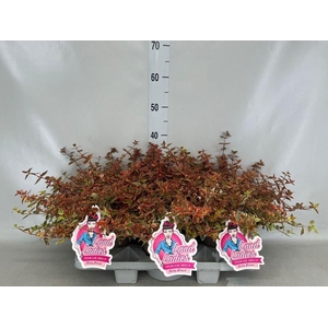 Abelia   ...