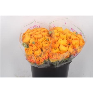 Ran.. Su Sunrise Extra