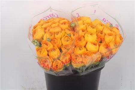 <h4>Ran.. Su Sunrise Extra</h4>