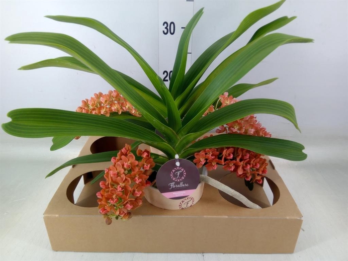 <h4>Rhynchostylis gig. 'Aromatiq Evoke'</h4>