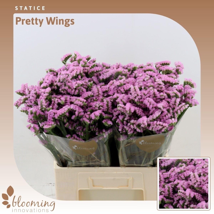 <h4>Statice Pretty Wings</h4>