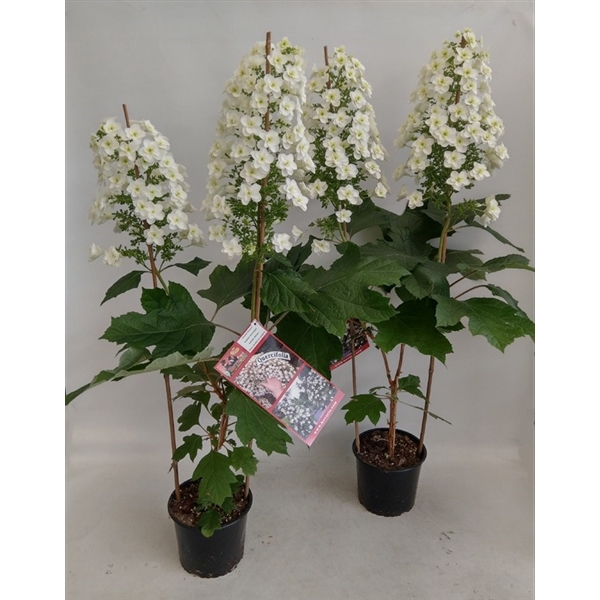 <h4>Hydrangea Hovaria Quercifolia 2 tros</h4>