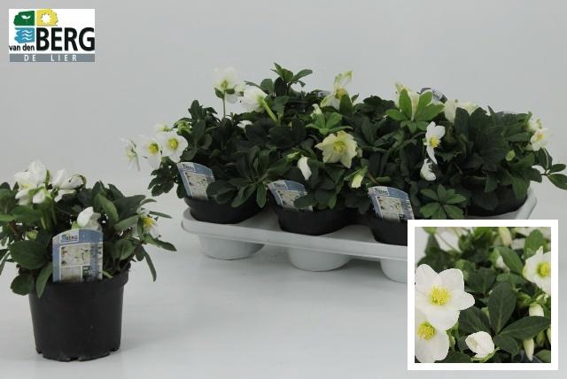 <h4>HELL NI ADVENT STAR</h4>