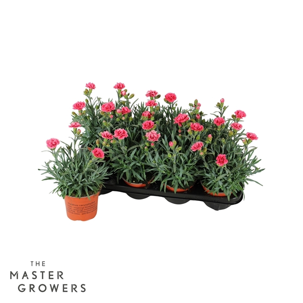 <h4>Dianthus caryophyllus ' Elise'</h4>