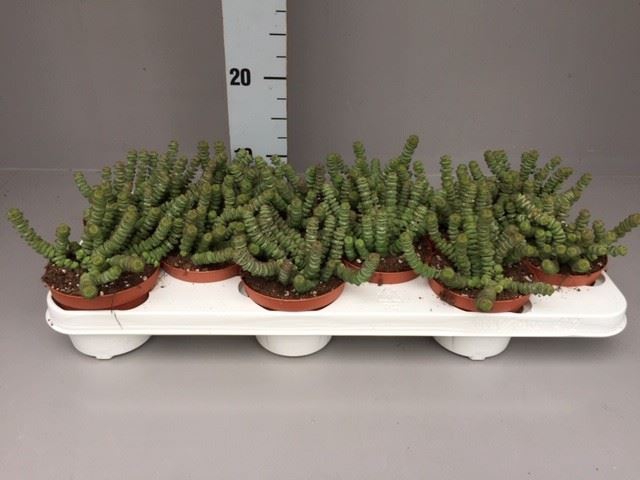 Crassula marnieriana