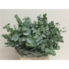 Euca Cinerea Short 200grams X10