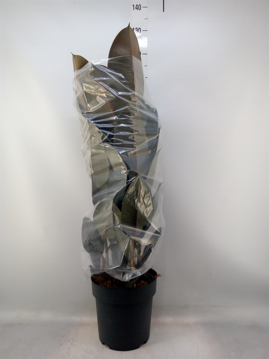 <h4>Ficus elastica   ...</h4>