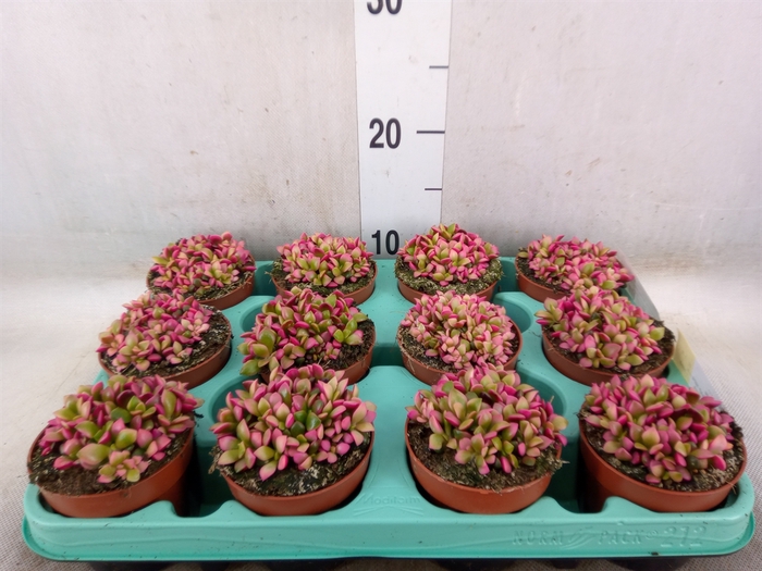 <h4>Succulents   ...</h4>