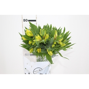 ALSTROEMERIA SUNNY LADY 080 CM