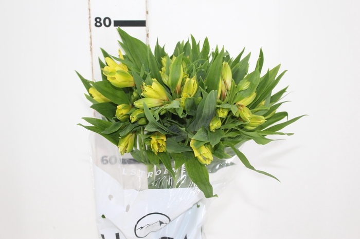 ALSTROEMERIA SUNNY LADY 080 CM
