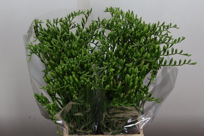 <h4>Fr En Blue Moon</h4>