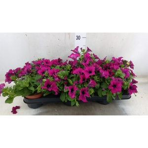 Petunia  'Sunpleasure Purple'
