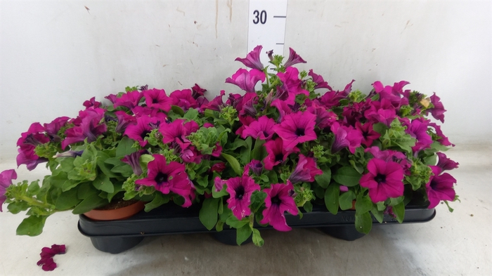 <h4>Petunia  'Sunpleasure Purple'</h4>