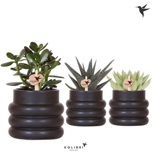 Kolibri Greens Succulenten mix in Bubble pot black