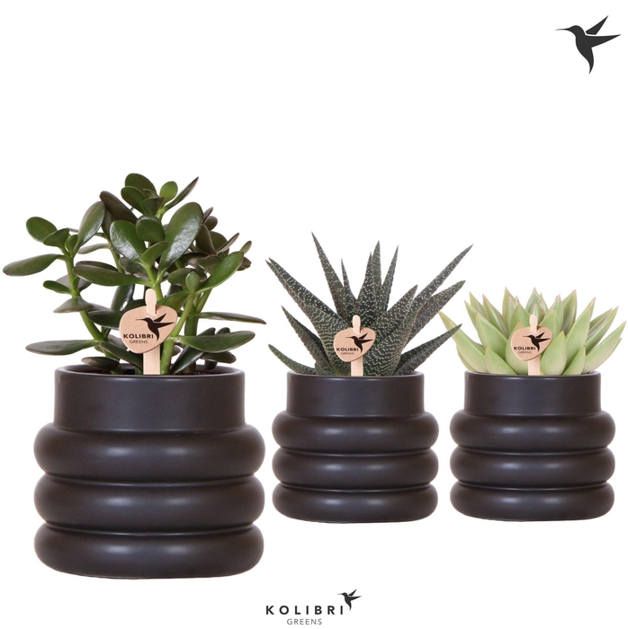 <h4>Kolibri Greens Succulenten mix in Bubble pot black</h4>