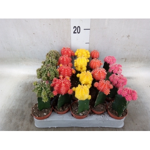 Gymnocalycium mihanov. 'Japan'  mix