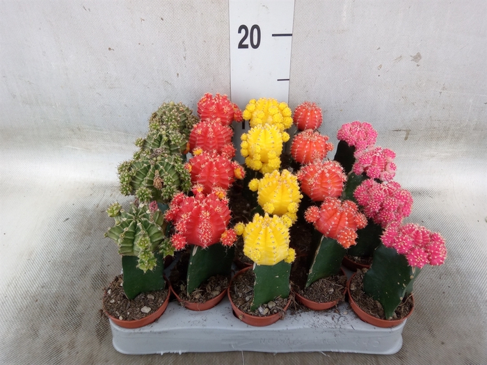 <h4>Gymnocalycium mihanov. 'Japan'  mix</h4>