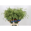 Chasmanthium Green