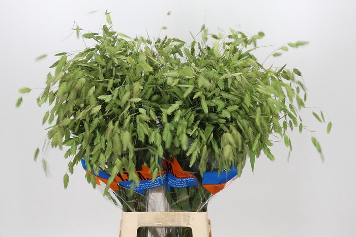 <h4>Chasmanthium Green</h4>