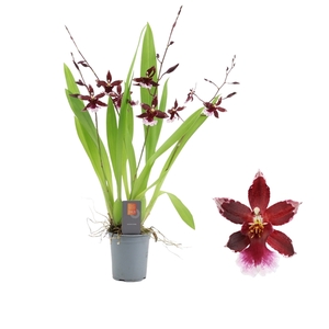 Inca Cambria Barrocco Red 4+ spike 9cm