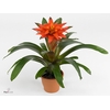 Guzmania  'Fiero Orange'