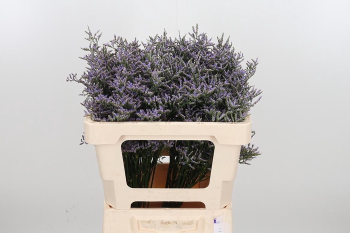 <h4>Lim Ov Skylight</h4>