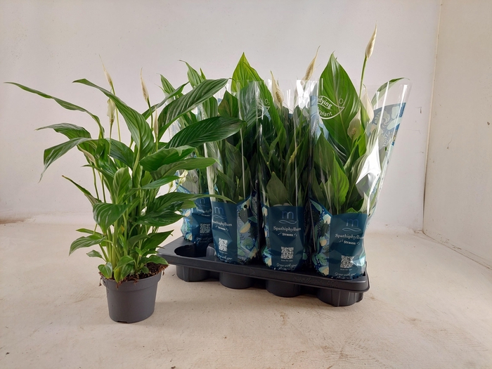 <h4>SPATH STRAUSS</h4>