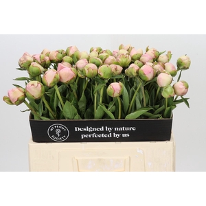 Paeonia Albert Crousse