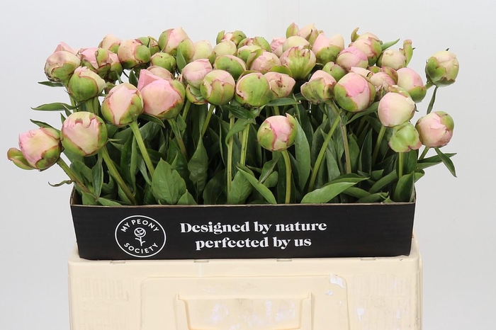 <h4>Paeonia Albert Crousse</h4>