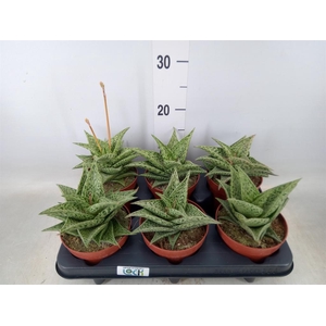 Aloe variegata 'Tribal'