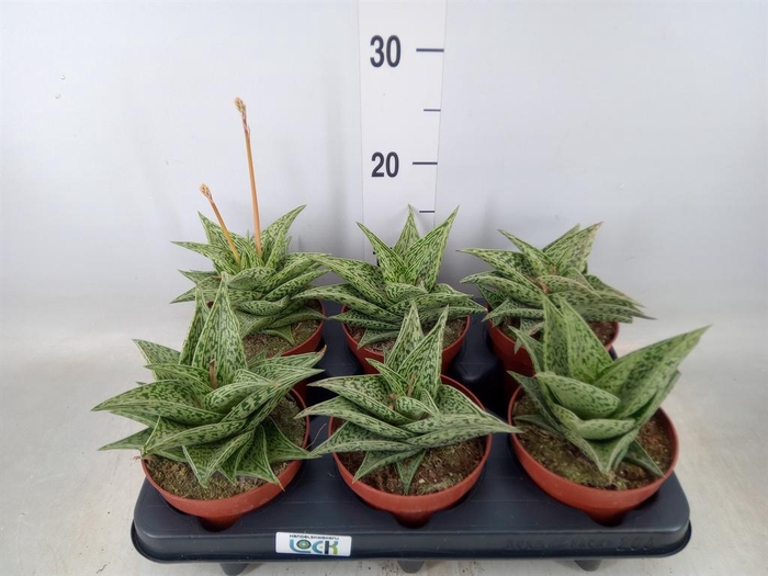 <h4>Aloe variegata 'Tribal'</h4>