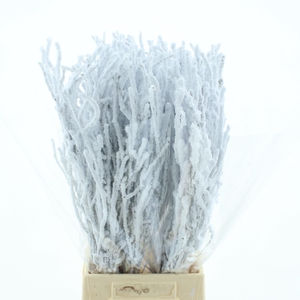 BETULA OV KLB H%