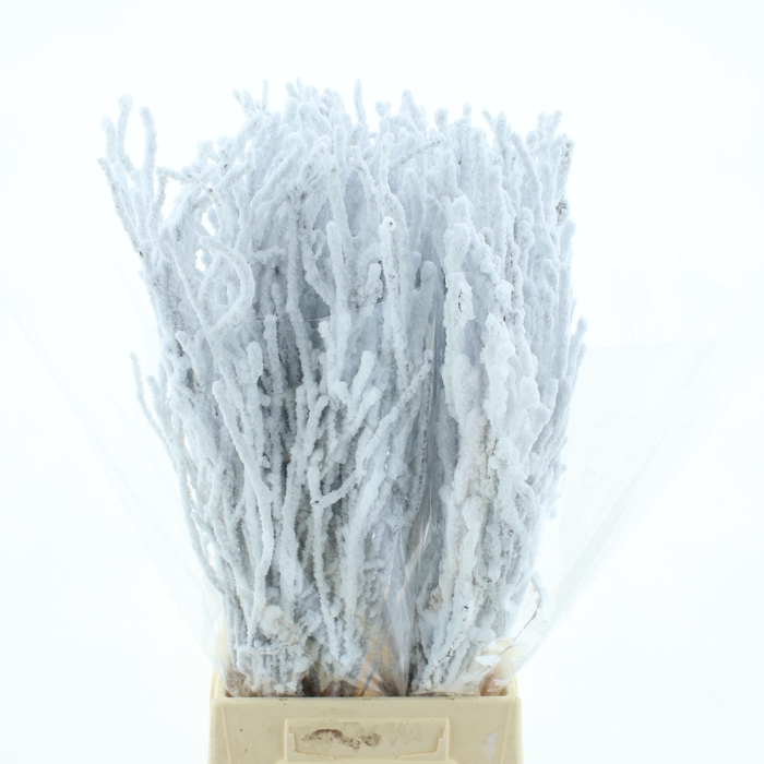 <h4>BETULA OV KLB H%</h4>