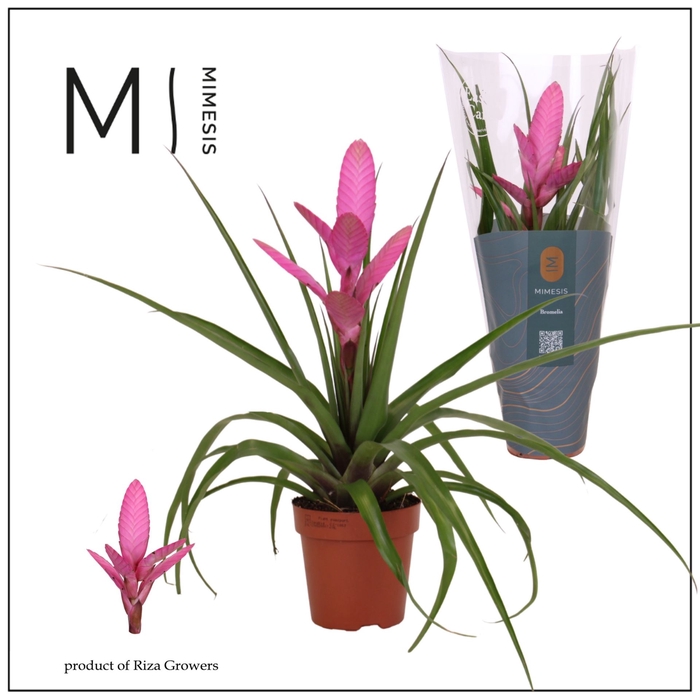 <h4>Tillandsia Antonio</h4>