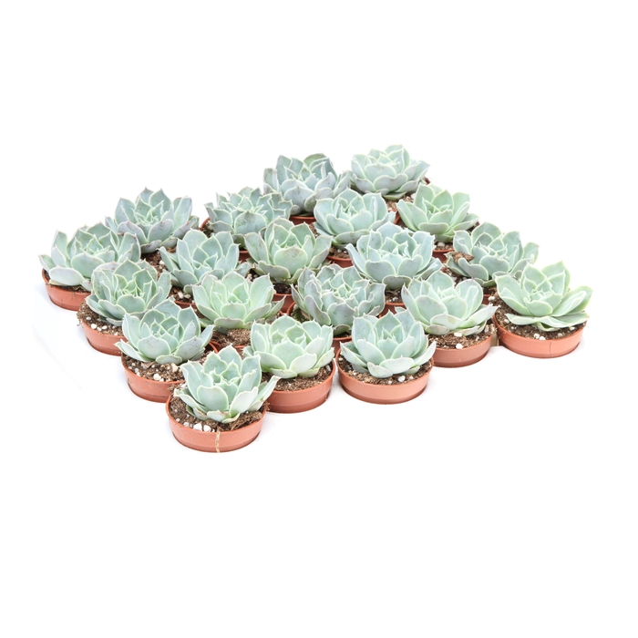 <h4>Echeveria cuspidata</h4>