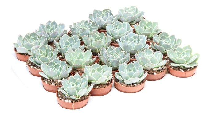 Echeveria cuspidata