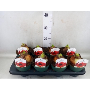 Hippeastrum DI 'Amorita Danu'