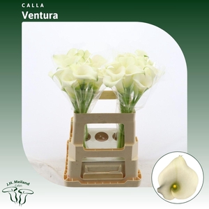 Calla Ventura