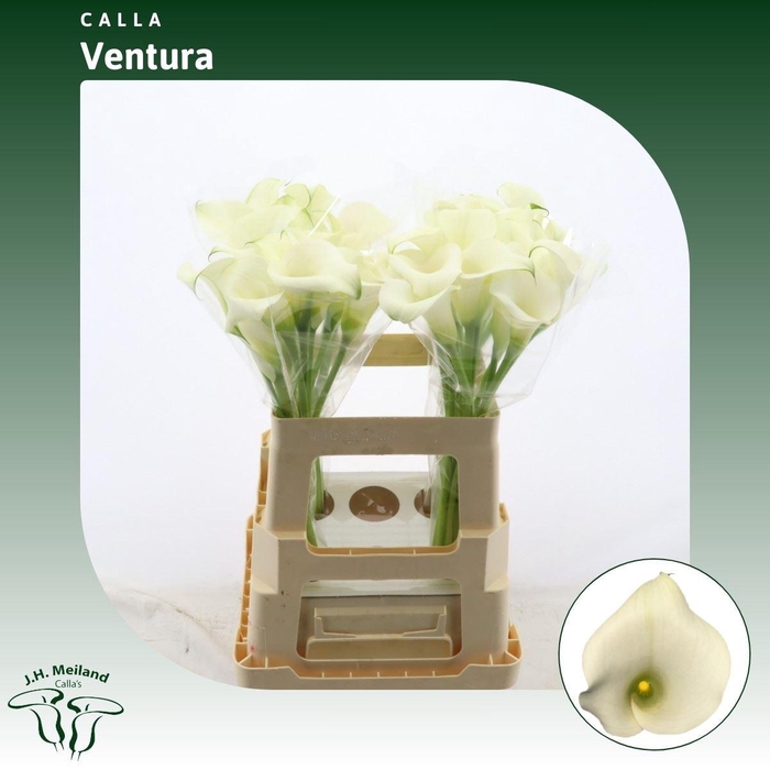 <h4>Calla Ventura</h4>