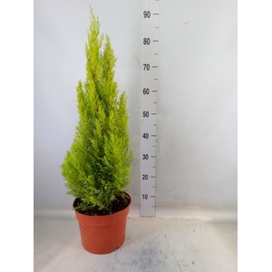 Cupressus macro. 'Goldcrest Wilma'
