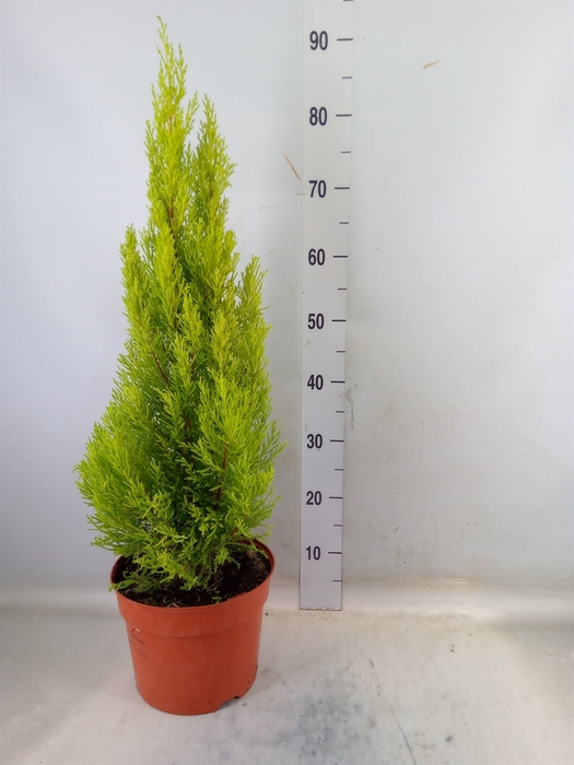 <h4>Cupressus macro. 'Goldcrest Wilma'</h4>
