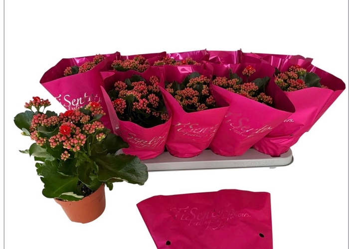 <h4>KAL GE PERFECTA RED</h4>