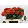 Dahlia Orange Fox