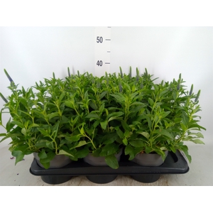 Veronica spicata