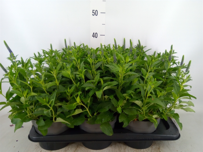 <h4>Veronica spicata</h4>