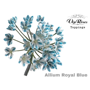 Allium Vip Neapolitanum Royal Blue